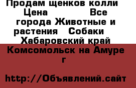 Продам щенков колли › Цена ­ 15 000 - Все города Животные и растения » Собаки   . Хабаровский край,Комсомольск-на-Амуре г.